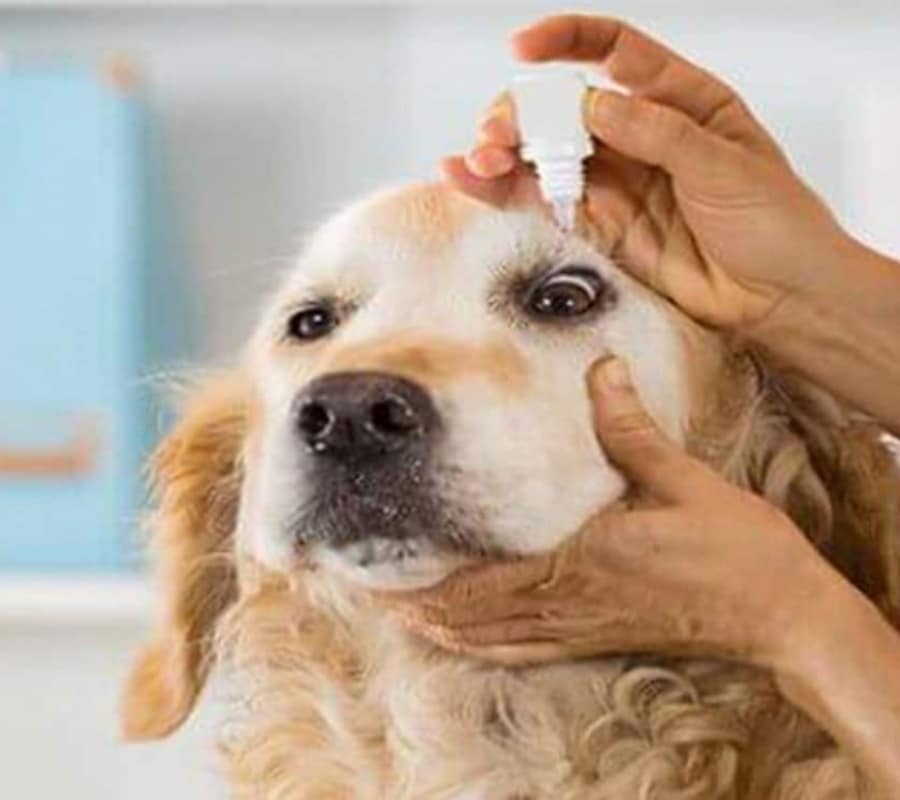 Oftalmología para mascotas